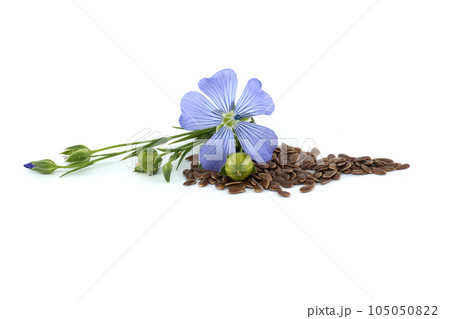 Blue flax blossom and seeds over white background 105050822