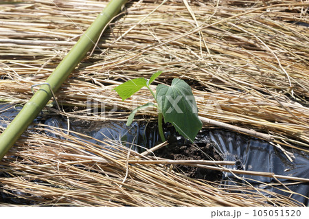 秋キュウリ(地這い栽培)植えました 秋キュウリ(地這い栽培)植えました 105051520