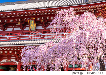 《東京都》春の浅草・枝垂れ桜満開の浅草寺 《東京都》春の浅草・枝垂れ桜満開の浅草寺 105051814