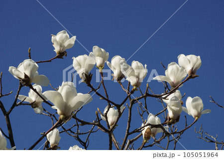 モクレン モクレン 105051964