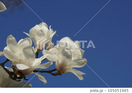 モクレン モクレン 105051985