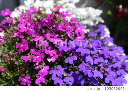 芝ザクラ 春の日 芝ザクラ 春の日 105052001