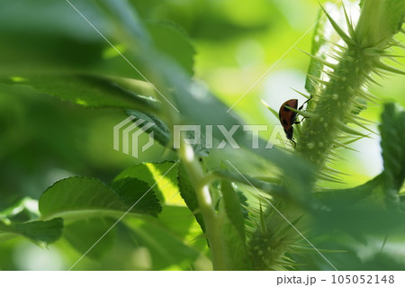 バラの茎にテントウムシ見つけた 105052148