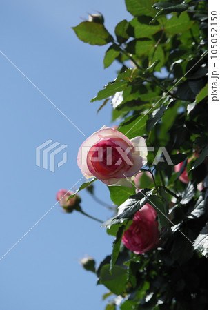 ピンクのバラの花　ピエール・ドゥ・ロンサール 105052150