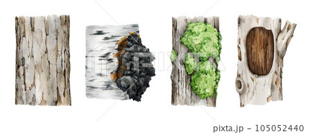 Tree trunk element set. Watercolor...のイラスト素材 [105052440] - PIXTA