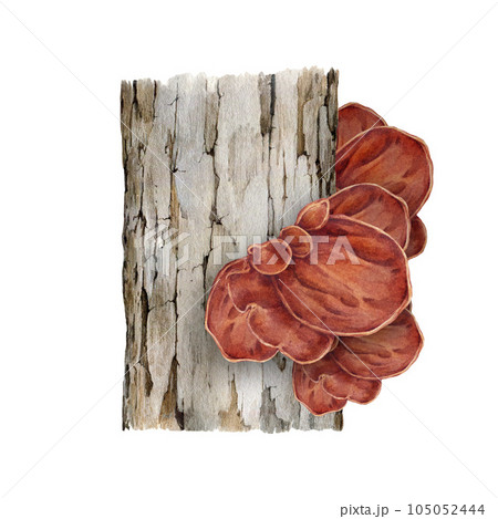 Wood ear mushroom growing on the tree trunk. Watercolor illustration. Hand drawn Auricularia auricula-judae fungus. Wood ear edible mushroom group on a tree natural element. White background Wood ear mushroom growing on the tree trunk. Watercolor illustration. Hand drawn Auricularia auricula-judae fungus. Wood ear edible mushroom group on a tree natural element. White background 105052444