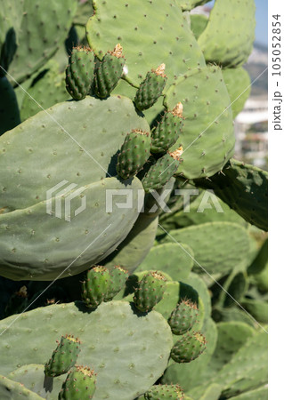 Fresh succulent cactus closeup on blue sky. Green plant cactus with spines and dried flowers. Large green cactus close-up with young shoots. Fresh succulent cactus closeup on blue sky. Green plant cactus with spines and dried flowers. Large green cactus close-up with young shoots. 105052854