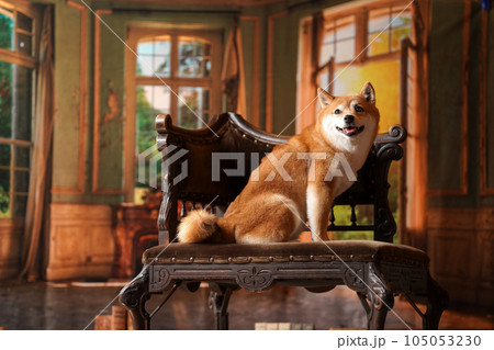 王級風、レトロな背景でおすましする柴犬 王級風、レトロな背景でおすましする柴犬 105053230