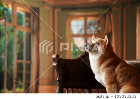 王級風、レトロな背景でおすましする柴犬 105053235