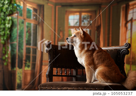 王級風、レトロな背景でおすましする柴犬 105053237