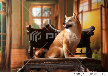 王級風、レトロな背景でおすましする柴犬 王級風、レトロな背景でおすましする柴犬 105053245