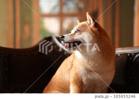 王級風、レトロな背景でおすましする柴犬 王級風、レトロな背景でおすましする柴犬 105053246