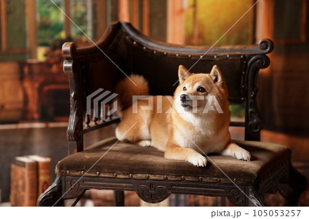 王級風、レトロな背景でおすましする柴犬 王級風、レトロな背景でおすましする柴犬 105053257