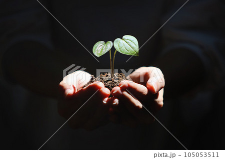Soil in hand, heart shape plant leaf and green sprout, beautiful natural environment and precious earth, life and love concept Soil in hand, heart shape plant leaf and green sprout, beautiful natural environment and precious earth, life and love concept 105053511
