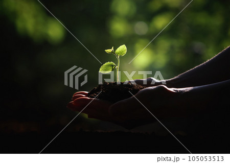 Soil and green plant sprout and tree trunk and leaves in hand and precious earth environment and beautiful nature and life concept 105053513