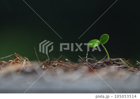 Plant seeds grown in the soil and fresh rain and transparent water drops on young cotyledons with green sprouts, precious nature, global environment and beautiful life concept 105053514