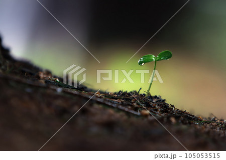 Plant seeds growing through the soil and fresh rain and transparent water drops on young cotyledons with green sprouts and precious nature, environment and beautiful life concept 105053515