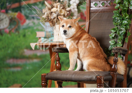 新緑の背景でおすましする柴犬 新緑の背景でおすましする柴犬 105053707