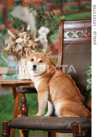 新緑の背景でおすましする柴犬 新緑の背景でおすましする柴犬 105053708