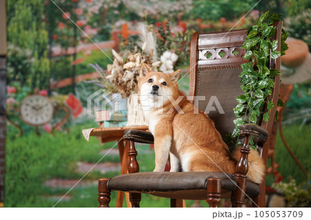 新緑の背景でおすましする柴犬 新緑の背景でおすましする柴犬 105053709