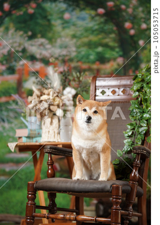 新緑の背景でおすましする柴犬 105053715