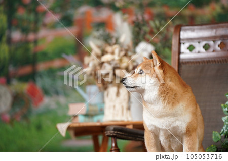 新緑の背景でおすましする柴犬 105053716