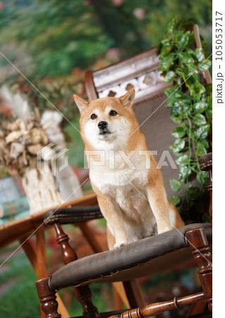 新緑の背景でおすましする柴犬 新緑の背景でおすましする柴犬 105053717