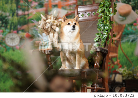 新緑の背景でおすましする柴犬 新緑の背景でおすましする柴犬 105053722