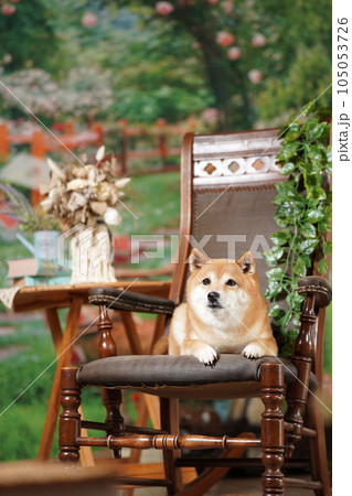 新緑の背景でおすましする柴犬 105053726