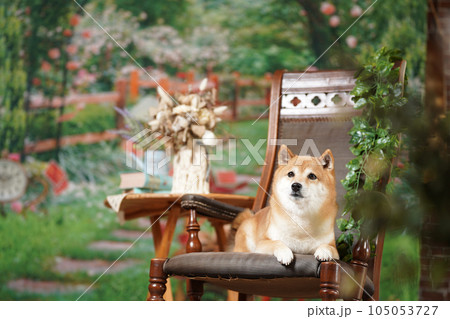 新緑の背景でおすましする柴犬 105053727