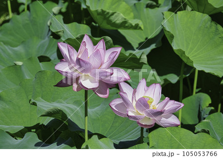 東京都　小石川後楽園　蓮池（ハス池）　国の特別史跡 105053766