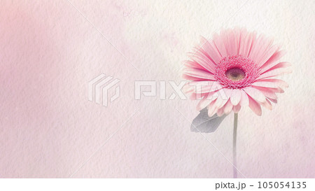 Abstract Floral Pink Gerbera Flower Watercolor Background On Paper AI Generated Abstract Floral Pink Gerbera Flower Watercolor Background On Paper AI Generated 105054135