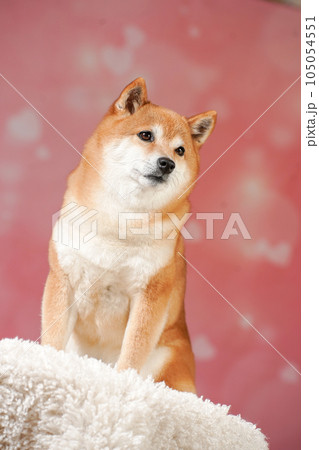 ハートの可愛い背景でおすましする柴犬 ハートの可愛い背景でおすましする柴犬 105054551