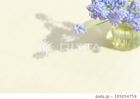 ムスカリの花〈窓辺のテーブルの上の、壜に生けた春イメージの花〉 105054759