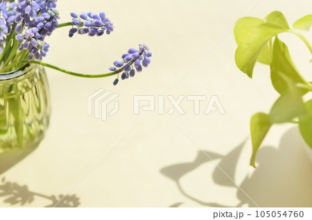 ムスカリの花とライムポトス〈窓辺のテーブルの上の、壜に生けた春イメージの花〉 ムスカリの花とライムポトス〈窓辺のテーブルの上の、壜に生けた春イメージの花〉 105054760