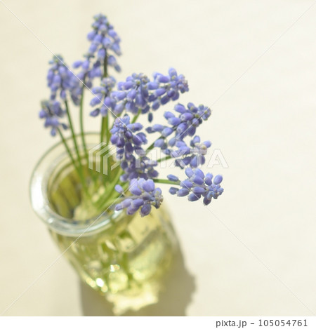 ムスカリの花〈窓辺のテーブルの上の、壜に生けた春イメージの花〉 ムスカリの花〈窓辺のテーブルの上の、壜に生けた春イメージの花〉 105054761