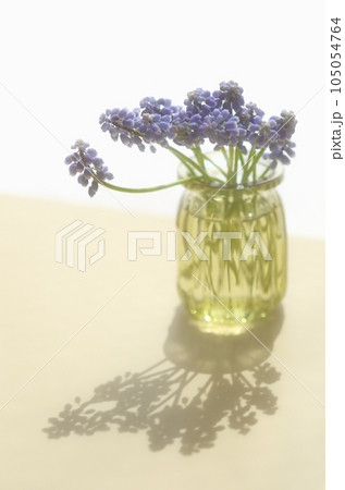 ムスカリの花〈窓辺のテーブルの上の、壜に生けた春イメージの花〉 ムスカリの花〈窓辺のテーブルの上の、壜に生けた春イメージの花〉 105054764