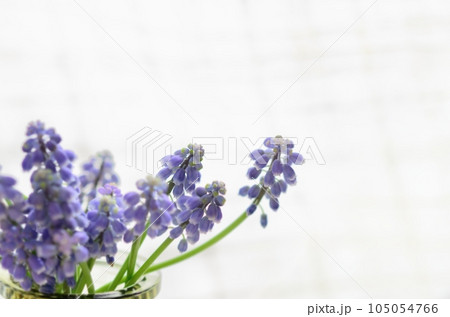 ムスカリの花〈レースのカーテンを背景に、窓辺の春イメージの花〉 105054766