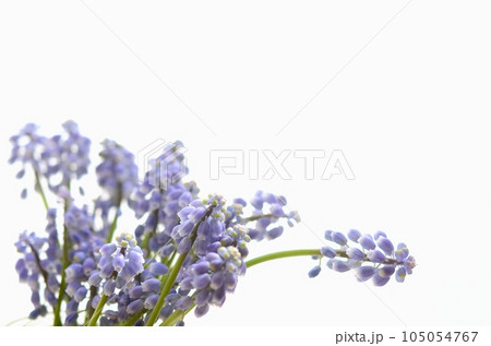 ムスカリの花〈白背景の春イメージの花〉 ムスカリの花〈白背景の春イメージの花〉 105054767