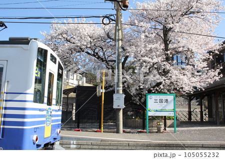 満開の桜が咲き誇る三国港駅構内 満開の桜が咲き誇る三国港駅構内 105055232
