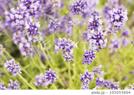 Purple flowers of lavender 105055604