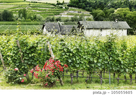 Landscape with vineyard Landscape with vineyard 105055605