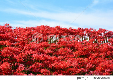 源氏川の彼岸花 2022-9-25　＃60 105056086