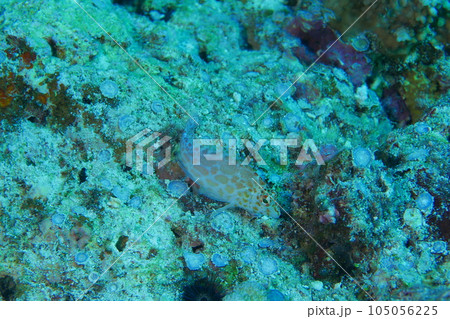 Scuba diving at Blue corner in Palau. Diving on the reefs of the Palau archipelago. Scuba diving at Blue corner in Palau. Diving on the reefs of the Palau archipelago. 105056225