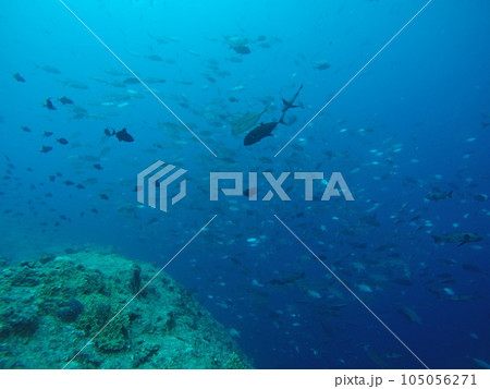 Scuba diving at Blue corner in Palau. Diving on the reefs of the Palau archipelago. Scuba diving at Blue corner in Palau. Diving on the reefs of the Palau archipelago. 105056271