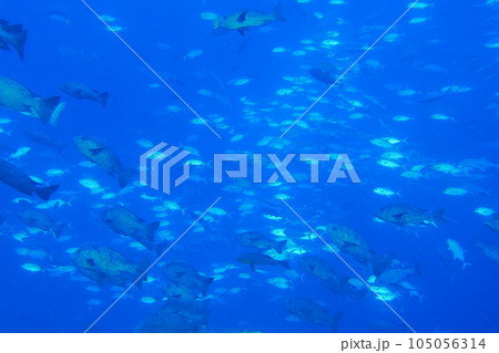 Scuba diving at Blue corner in Palau. Diving on the reefs of the Palau archipelago. Scuba diving at Blue corner in Palau. Diving on the reefs of the Palau archipelago. 105056314