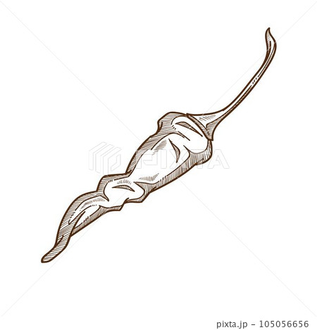 Hot chili or thai pepper isolated sketch, vegetable 105056656