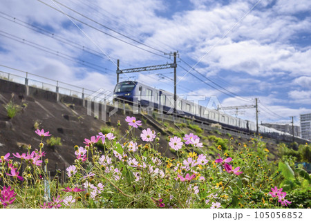 満開のコスモスと走る電車の風景 105056852