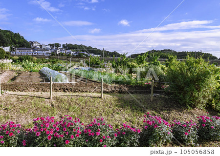 花のある風景 105056858