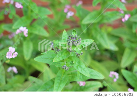 シノグロッサムの花の蕾 シノグロッサムの花の蕾 105056902